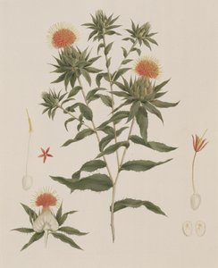 Sussa (Leaves, Flowers and Details) tidligere tilskrevet James Bruce (1730-94) (wc over grafit på papir)