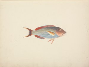 Uidentificeret fisk af Luigi Balugani