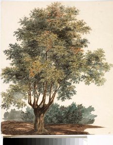 Træ (Akvarel, ca. 1825) af Luigi Garibbo