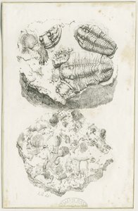 Dudley - Fossiler: litografi, nd [c 1825] (tryk) af Luke Booker