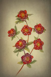 Dobbeltblomstrede hellebores af sorten »Queen«