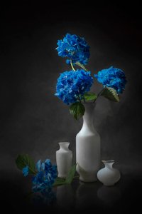 Elegante blå hortensiaer af Lydia Jacobs