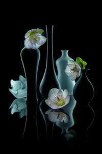 Elegant blomsterpragt af Lydia Jacobs