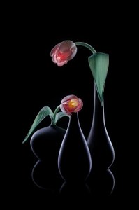 Elegante lysende tulipaner af Lydia Jacobs