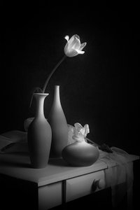 Elegant tulipanstilleben af Lydia Jacobs