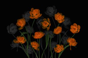 Glødende orange tulipaner af Lydia Jacobs
