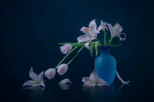 Stemningsfulde liljer og tulipaner af Lydia Jacobs