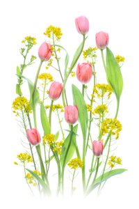 Lyserøde tulipaner og gule blomster