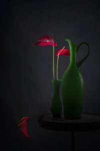 Røde anthurium, grønne vaser af Lydia Jacobs