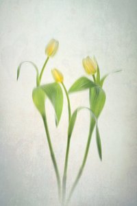 Blødt gule tulipaner af Lydia Jacobs