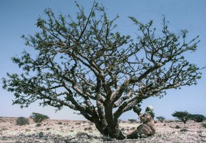 Mand samler røgelsesharpiks, også kaldet olibanum, fra et Boswellia-træ i Oman.