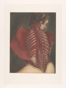 Anatomisk gengivelse af ryggen af M.D. Duplain