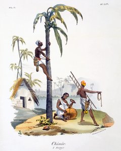 En mand fra Nadar-kasten klatrer i en palme, 1827-35