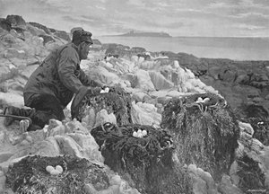 Skarvereder, Farneøerne, c1896