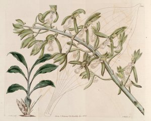 Illustration af Catasetum cristatum af M. Hart