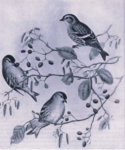 Siskins, Nature in Britain udgivet af Collins, 1946