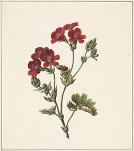 rød blomst af M. de Gijselaar