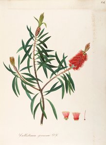 Albany Bottlebrush (Callistemon speciosum DC), Myrtaceae, busk med vedvarende blade, hjemmehørende i Australien, akvarel af Maddalena Lisa Mussino