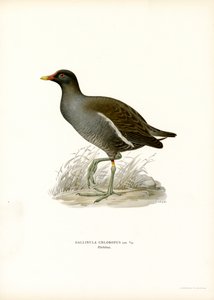 Almindelig mosehøne (farve litho) af Magnus Ferdinand and Wilhelm von Wright