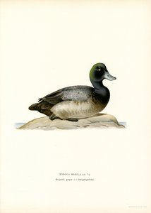 American Scaup Duck (farve litho) af Magnus Ferdinand and Wilhelm von Wright