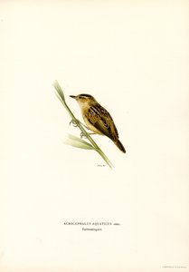 Vandsanger (farve litho) af Magnus Ferdinand and Wilhelm von Wright