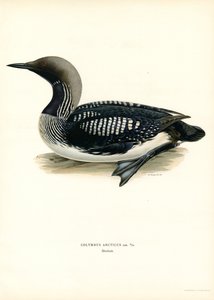Arctic Loon (farve litho) af Magnus Ferdinand and Wilhelm von Wright