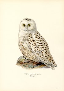 Arktisk ugle (farve litho) af Magnus Ferdinand and Wilhelm von Wright
