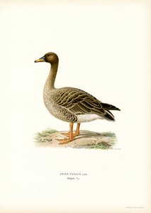 Bønnegås (farve litho) af Magnus Ferdinand and Wilhelm von Wright