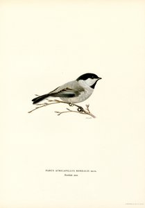 Black-capped Chickadee (farve litho)