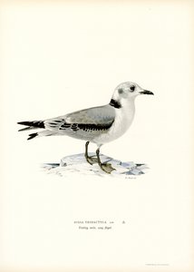 Sortbenet trivåge (farve litho) af Magnus Ferdinand and Wilhelm von Wright