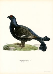 Rype (farve litho) af Magnus Ferdinand and Wilhelm von Wright