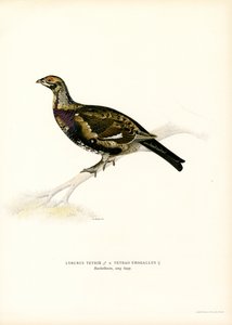 Rype x Western Capercaillie (farve litho) af Magnus Ferdinand and Wilhelm von Wright