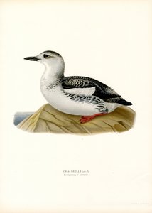 Sort lomvi (farve litho) af Magnus Ferdinand and Wilhelm von Wright