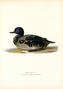 Black Scoter (farve litho) af Magnus Ferdinand and Wilhelm von Wright