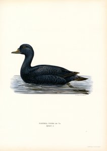 Black Scoter (farve litho) af Magnus Ferdinand and Wilhelm von Wright