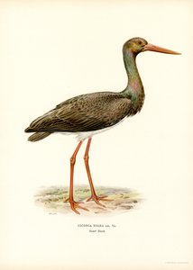 Sort stork (farve litho) af Magnus Ferdinand and Wilhelm von Wright
