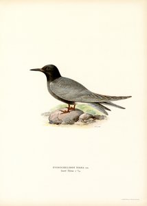 Sort tern (farve litho) af Magnus Ferdinand and Wilhelm von Wright