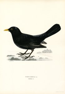 Blackbird (farve litho) af Magnus Ferdinand and Wilhelm von Wright