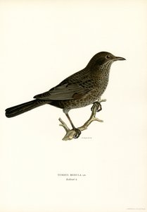 Blackbird (farve litho) af Magnus Ferdinand and Wilhelm von Wright