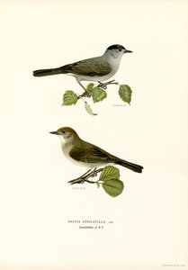 Blackcap (farve litho) af Magnus Ferdinand and Wilhelm von Wright