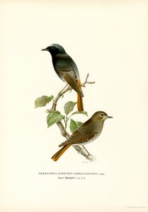 Blackstart (farve litho) af Magnus Ferdinand and Wilhelm von Wright
