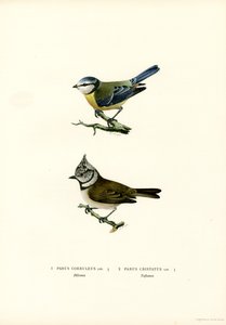 Blåmejse (farve litho) af Magnus Ferdinand and Wilhelm von Wright