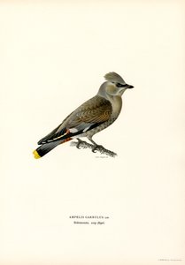 Bohemian Waxwing (farvedele) af Magnus Ferdinand and Wilhelm von Wright