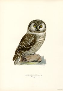 Boreal ugle (farve litho) af Magnus Ferdinand and Wilhelm von Wright