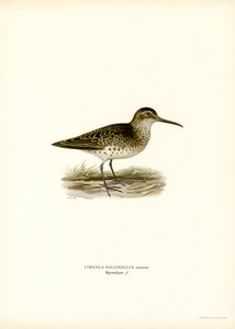 Brednæbbet Sandpiper (farve litho) af Magnus Ferdinand and Wilhelm von Wright