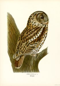 Brun ugle (farve litho) af Magnus Ferdinand and Wilhelm von Wright