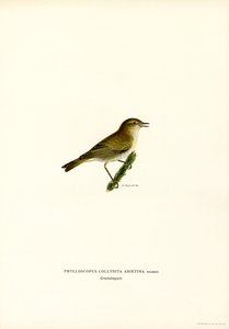Chiffchaff (farve litho) af Magnus Ferdinand and Wilhelm von Wright