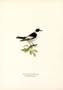 Kravefluesnapper (farve litho) af Magnus Ferdinand and Wilhelm von Wright