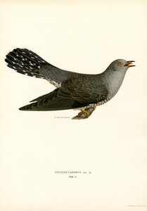Almindelig gøg (farve litho) af Magnus Ferdinand and Wilhelm von Wright