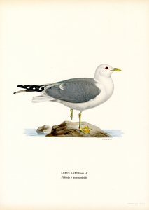 Almindelig måge (farve litho) af Magnus Ferdinand and Wilhelm von Wright